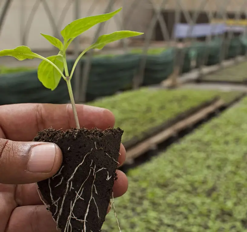 Seedling